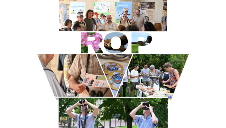Le bilan des Rencontres Ornitho de Printemps (ROP) 2026 !